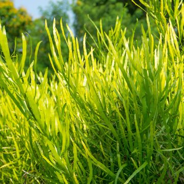 Muehlenbeckia platyclada ou Homalocladium platycladum - Plante ruban