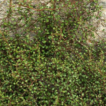 Muehlenbeckia complexa - Maidenhair Vine