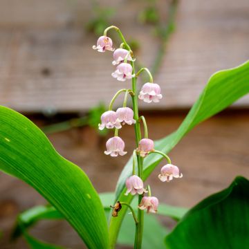 Convallaria majalis var. rosea - Lily of the Valley