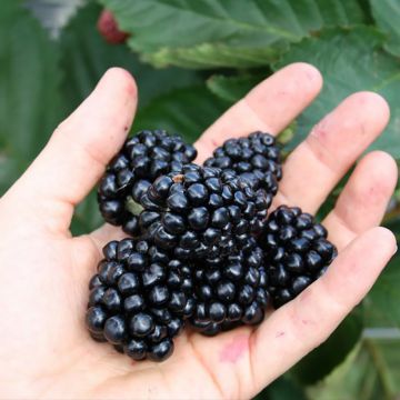 Rubus fruticosus Direttissima Montblanc - Blackberry