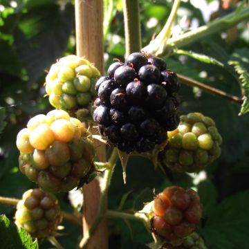 Rubus fruticosus Thornfree - Blackberry