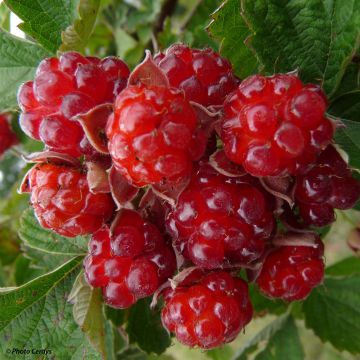 Blackberry Dorman Red - Rubus fruticosus