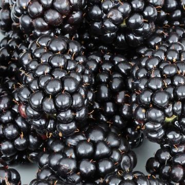 Rubus fruticosus Black Cascade - Blackberry