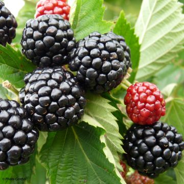 Blackberry Asterina - Rubus fruticosus