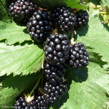 Thornless Blackberry Navaho - Rubus fruticosus