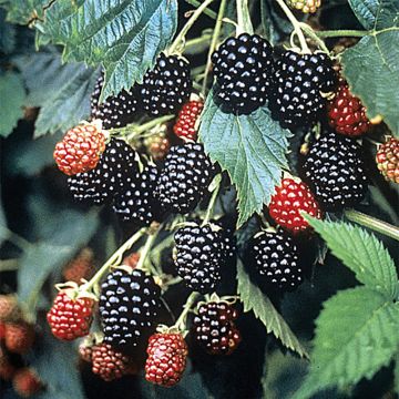 Thornless Blackberry Loch Ness - Rubus fruticosus