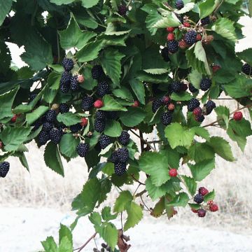 Thornless Blackberry Triple Crown - Rubus fruticosus
