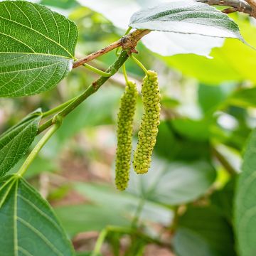 Morus alba var. laevigata Kings White - Mullberry