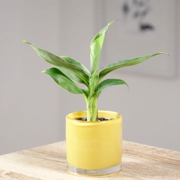 Musa acuminata - Banana