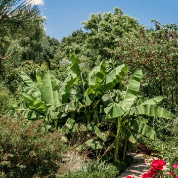 Musa basjoo Dajiao - Hardy Banana