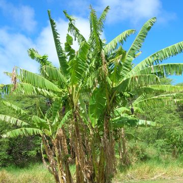 Musa itinerans var. xishuangbannaensis Mekong Giant - Hardy Banana