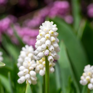 Muscari aucheri White Magic - Grape Hyacinth