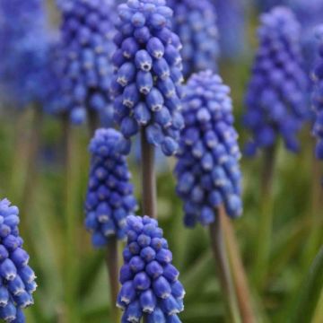 Muscari armeniacum Dark Eyes - Grape Hyacinth