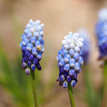 Muscari Mount Hood