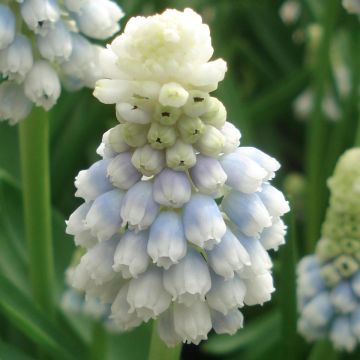 Muscari Mountain Lady - Grape Hyacinth