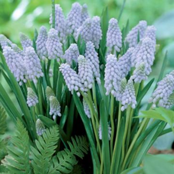 Muscari armeniacum Valerie Finnis - Grape Hyacinth