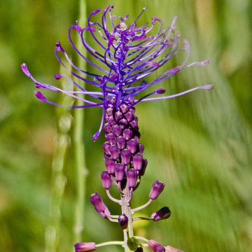 Muscari comosum - Grape Hyacinth