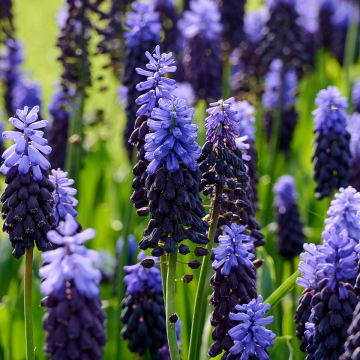 Muscari latifolium - Grape Hyacinth