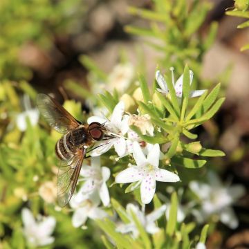 Myoporum parvifolium White