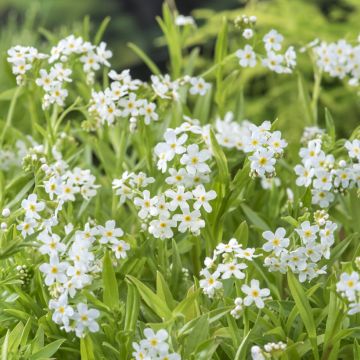 Myosotis scorpioides Alba - Forget-me-not