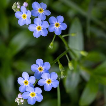 Myosotis scorpioides - Forget-me-not