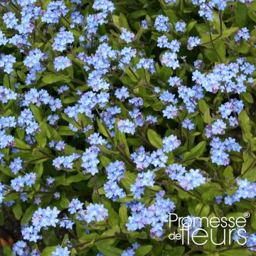 Myosotis sylvatica Savoie Blue