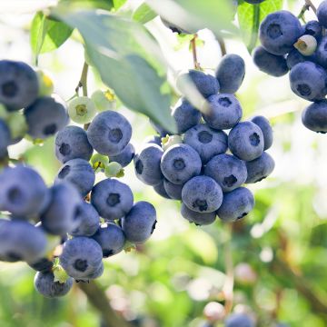 Vaccinium corymbosum Atlantic - American Blueberry