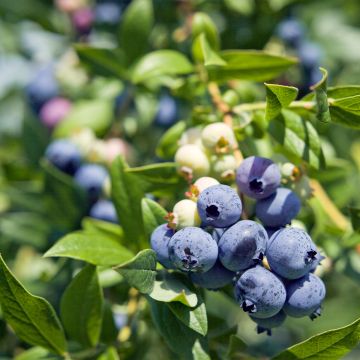 Vaccinium corymbosum Berkeley