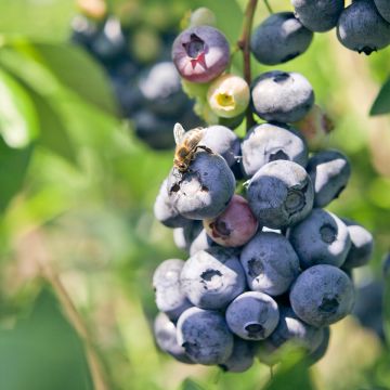 Vaccinium corymbosum Blue pearl- American Blueberry