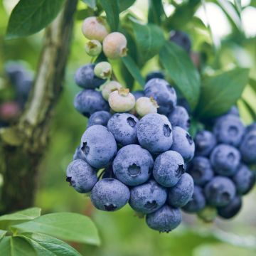 Vaccinium corymbosum Darrow- American Blueberry