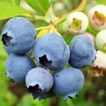 Vaccinium corymbosum Duke- American Blueberry