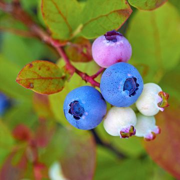 Vaccinium corymbosum Legacy- American Blueberry