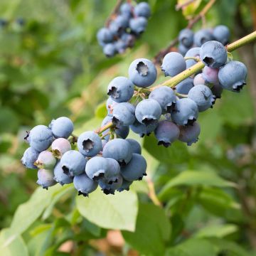 Vaccinium corymbosum North Blue- American Blueberry