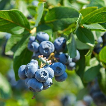 Vaccinium corymbosum Northland- American Blueberry