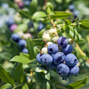 Vaccinium corymbosum Pioneer- American Blueberry