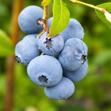 Vaccinium corymbosum Rubel- American Blueberry