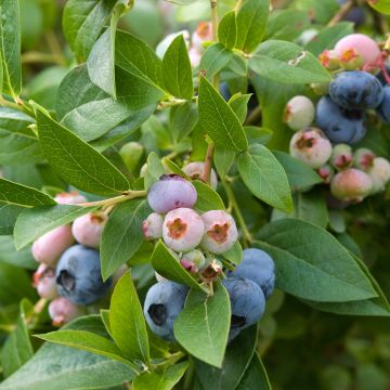 Vaccinium corymbosum Spartan- American Blueberry