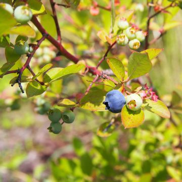 Vaccinium corymbosum Yello!Berryblue- American Blueberry