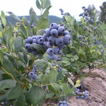 Vaccinium corymbosum Blue Jay- American Blueberry