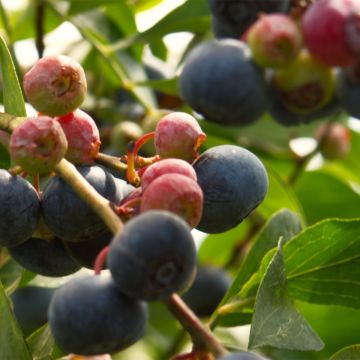 Vaccinium angustifolium Brazelberry Berrybux