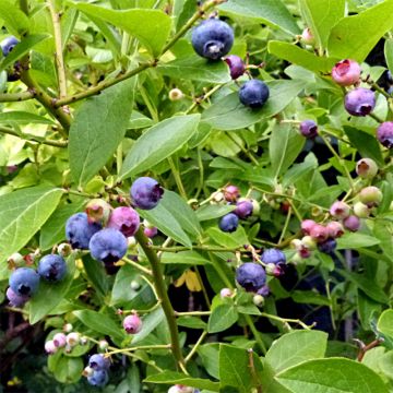 Vaccinium corymbosum Goldtraube- American Blueberry