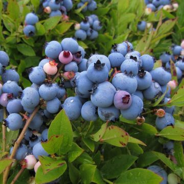 Vaccinium corymbosum Jersey- American Blueberry