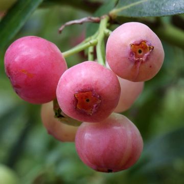 Vaccinium corymbosum x ashei Pink Berry 