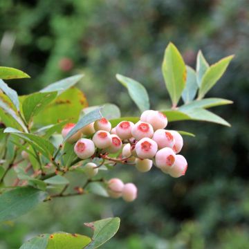 Vaccinium corymbosum Pink Bonbons- American Blueberry