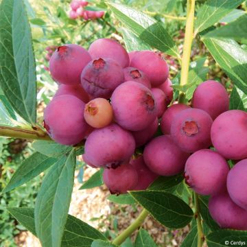 Vaccinium Pink Lemonade- Organic Blueberry