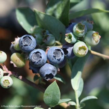 Vaccinium Powder Blue - Organic Blueberry Bush