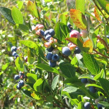 Vaccinium corymbosum Reka- Organic American Blueberry