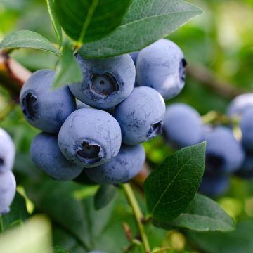 Vaccinium corymbosum Lucky Berry