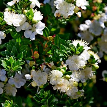 Myrtus communis subsp. tarentina