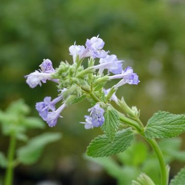 Nepeta grandiflora Zinsers Giant - Catnip